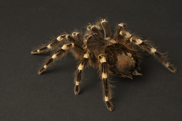 Closeup of a large spider, Theraphosidae