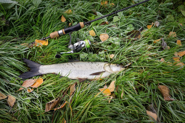 Asp caught on spinning during the autumn time.