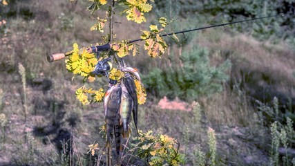 Good catch perch on a hot summer day.