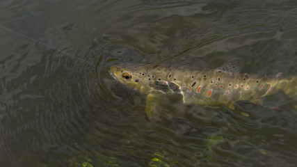 Beautiful brown trout caught by fly fishing.