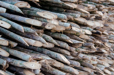 Bamboo spikes, Wood material