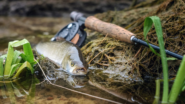 Asp caught fly fishing. Fish lying on a background of fly fishing gear.