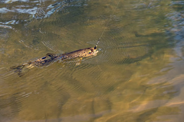 Beautiful brown trout caught by fly fishing.