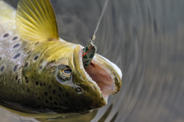 Minsk Region, Belarus -September 11, 2015: Wild brown trout caught spoon "SV Fishing"
