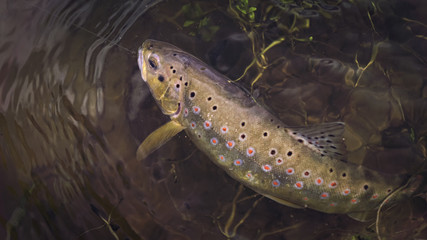Beautiful brown trout caught by fly fishing.