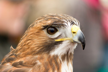 Hawk