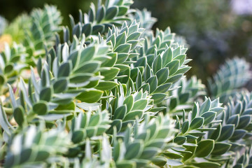 Euphorbia myrsinites, garden flower plant myrtle spurge also known as creeping spurge, blue spurge, broad-leaved glaucous-spurge