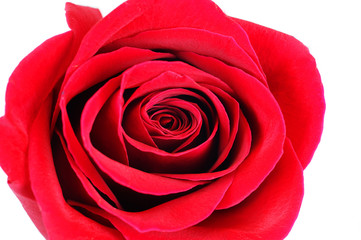 close up on single red rose
