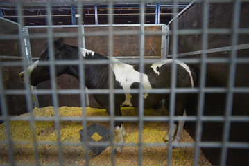 Afraid black and white pinto horse in a stable