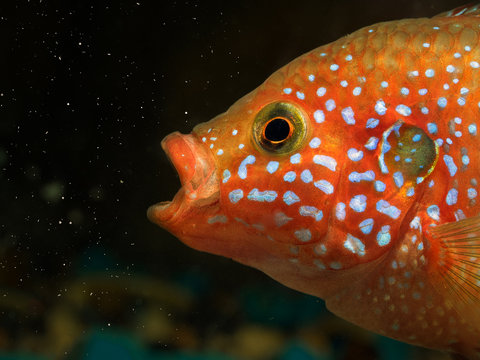 Beautiful big fish catches particles of food in the aquarium. Portrait Hemichromis lifalili
