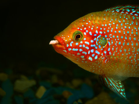 Beautiful big fish with a worm in his mouth. Portrait of a Hemichromis lifalili. Macro