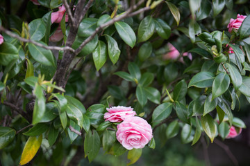 Beautiful pink colored roses seen hanging from a tree in a garden. The pink roses look fabulous and adoring. Green leaves of the plant are also seen surrounding the roses.