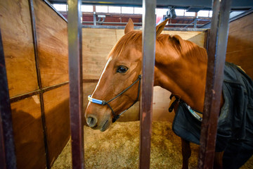 Bay horse covered with a blanket in a stable