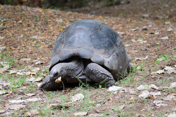 Obraz premium Big busy land turtle