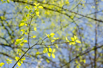 spring branch with young leaves