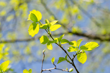 spring branch with young leaves