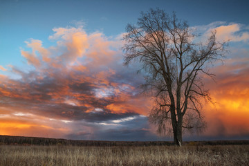 autumn landscape with tree on a sunset sky background