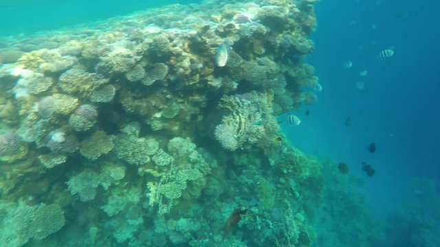 A variety of coral fish swimming in transparent water.