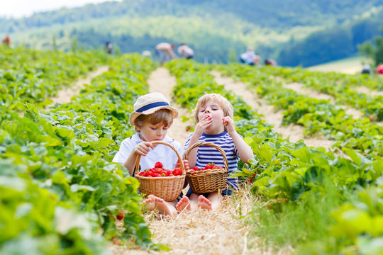 Two little sibling boys on strawberry farm in summer