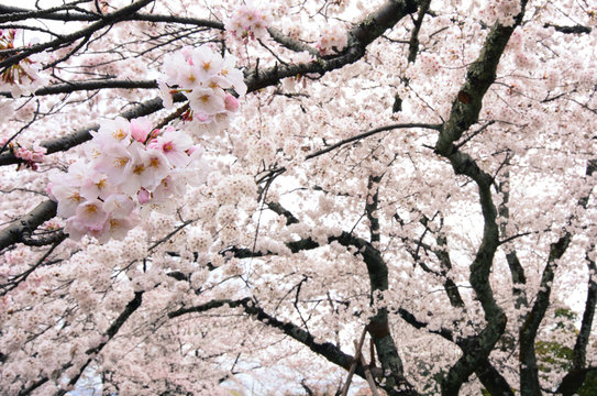 Hanging cherry tree branches heavy with countless white flower blossoms during spring in Japan