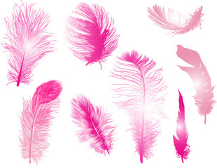 eight pink feathers isolated on white