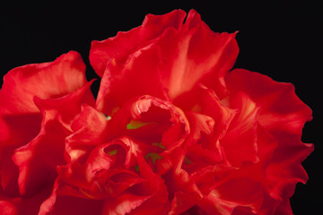 Naklejka premium Flower of red carnation (Dianthus caryophyllus) on black background