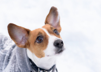 Begging face of small dog with big standing ears