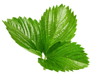 strawberry leaf isolated on white