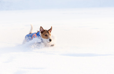 Dog running quickly through snow field looking for something