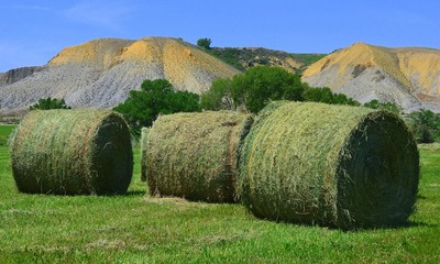 First cut hay bales