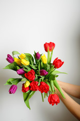 Bouquet of colored tulips in hands