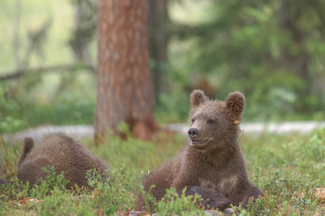 Bear cub (Ursus arctos) wakes up from a nap