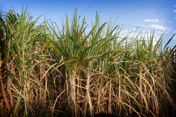 sugarcane field in blue sky and white cloud