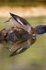 Male of Hawfinch . Coccothraustes coccothraustes