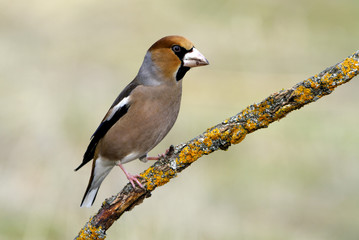 Male of Hawfinch . Coccothraustes coccothraustes