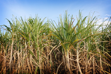 Fototapeta premium sugarcane field in blue sky and white cloud