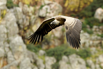 Griffon vulture. Gyps fulvus