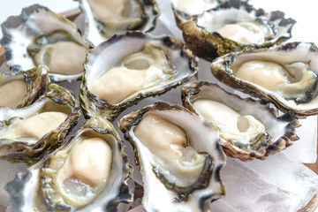 Freshly shucked Sydney Rock Oyster