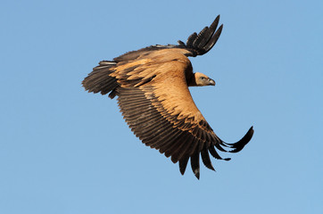 Griffons vultures. Gyps fulvus