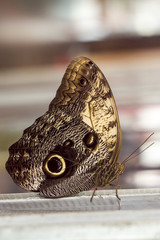 Schmetterling seitlich