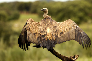 Griffons vultures. Gyps fulvus