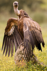 Griffons vultures. Gyps fulvus