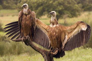Griffons vultures. Gyps fulvus
