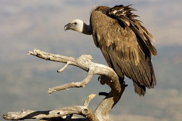 Griffons vultures. Gyps fulvus