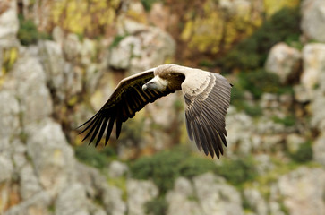 Griffons vultures. Gyps fulvus