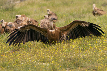 Griffons vultures. Gyps fulvus