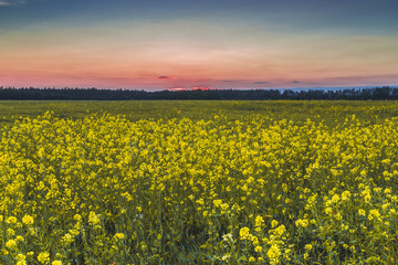 Закат в поле недалеко от Киева. 