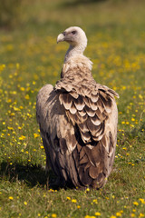 Griffons vultures. Gyps fulvus