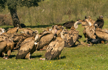 Griffons vultures. Gyps fulvus
