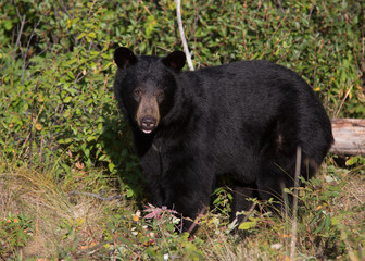 Schwarzbär wildlife Kanada